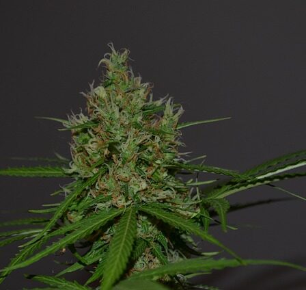 Cbd revolutionen: Hvordan formula swiss' olie har fundet vej til tusindvis af danskere