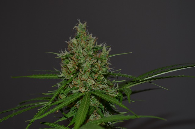 Cbd revolutionen: Hvordan formula swiss' olie har fundet vej til tusindvis af danskere